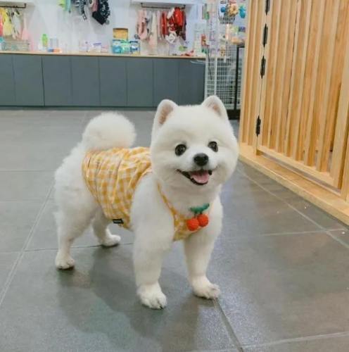 什麼狗的壽命最長