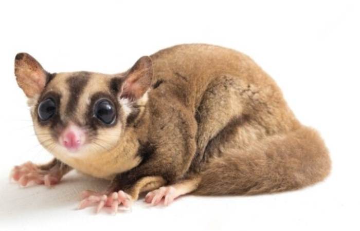 蜜袋鼯生病症狀