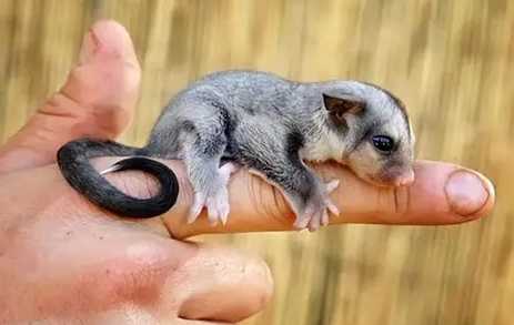 蜜袋鼯行為問題