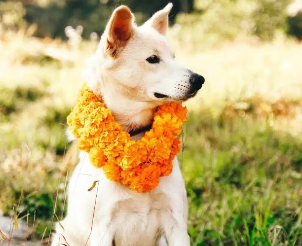 狗狗一直舔手原因