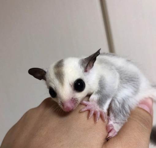 蜜袋鼯懷孕飲食