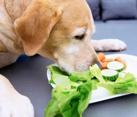 菜心對狗的好處