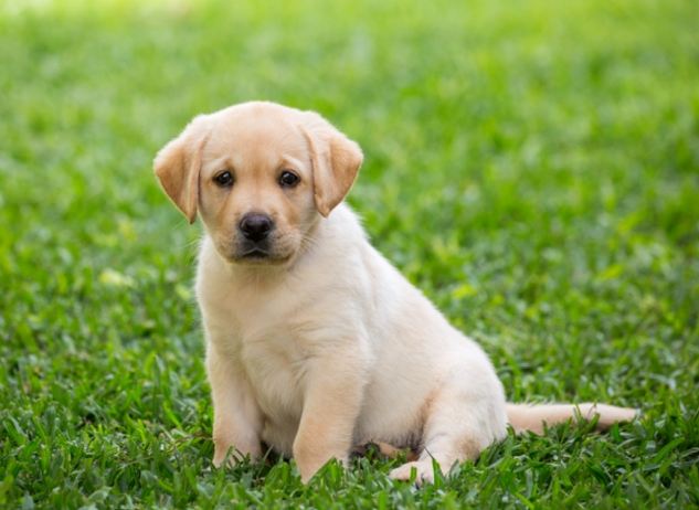 大型犬小型犬區別 大型犬小型犬區別