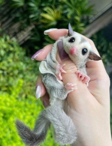 蜜袋鼯嘎嘎叫解決