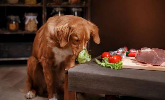 菜心對狗的好處