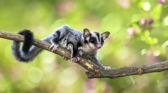 蜜袋鼯孕期營養