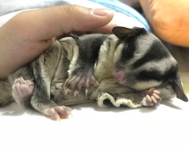 蜜袋鼯睡覺動作