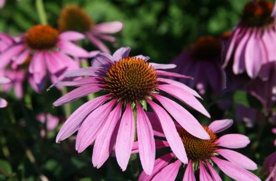 狗紫錐花副作用