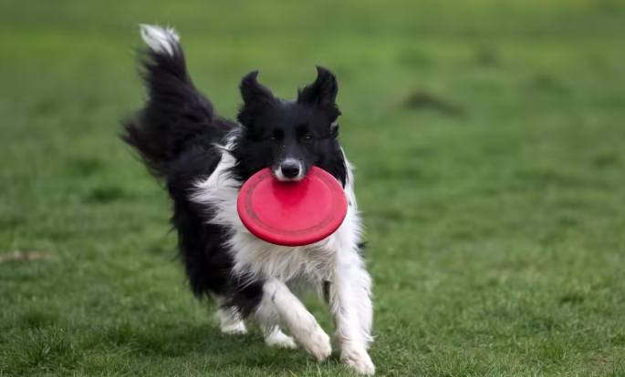 狗狗甩耳朵 狗狗甩耳朵