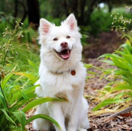 犬種體型標準 犬種體型標準