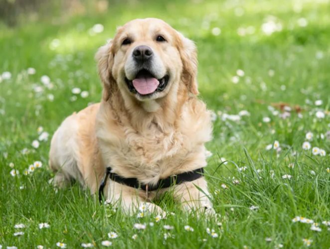 狗耳朵息肉 狗耳朵息肉