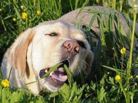 狗吐草使用方法