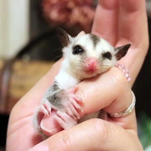 蜜袋鼯生產照顧