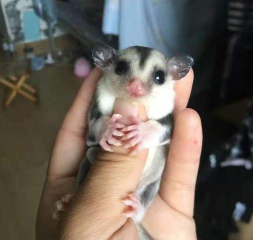 蜜袋鼯咬傷處理