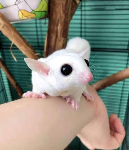 蜜袋鼯健康檢查