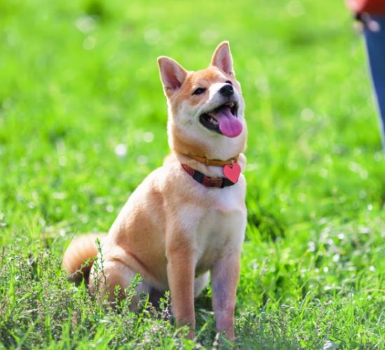 狗耳朵清潔 狗耳朵清潔