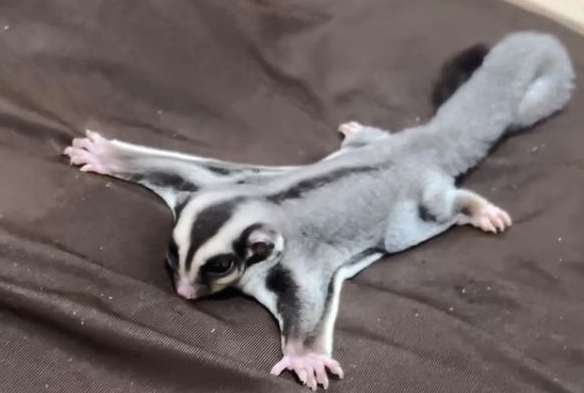 蜜袋鼯幼崽護理