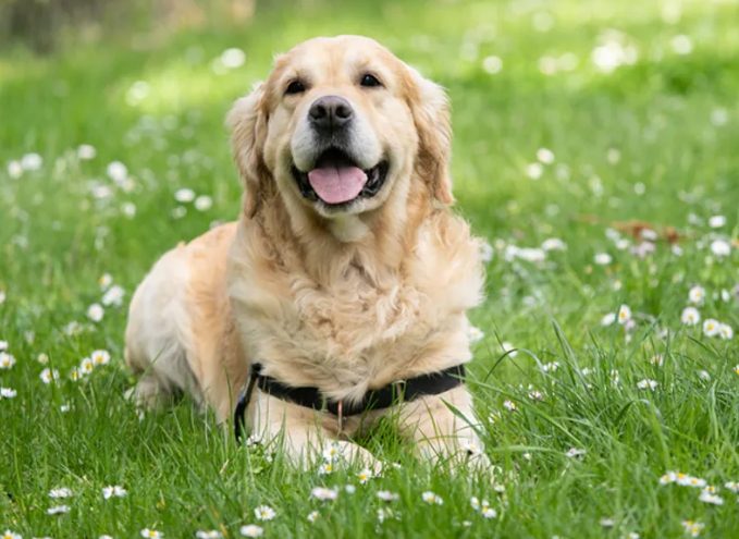大型犬小型犬區別 大型犬小型犬區別
