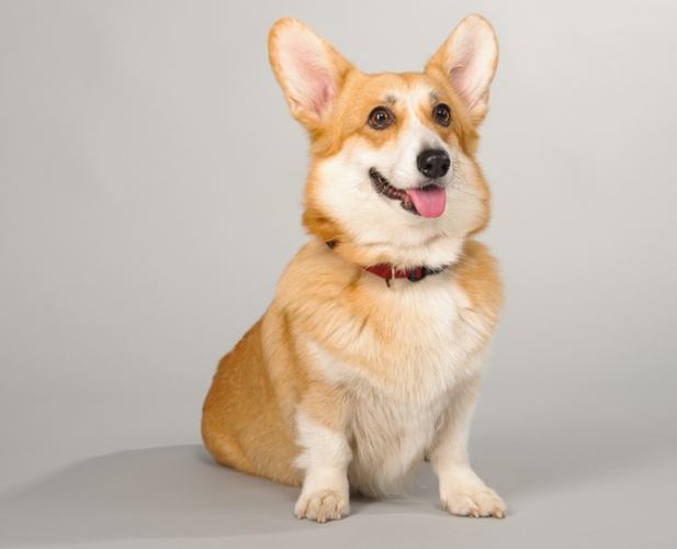 什麼狗的壽命最長