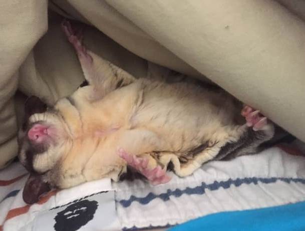 蜜袋鼯睡覺動作