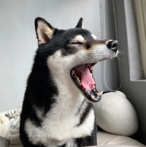 狗狗搖頭晃腦健康