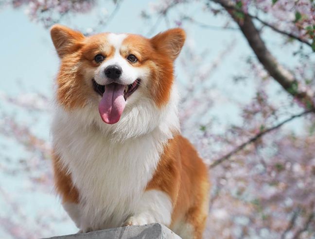 寵物眼科手術費用