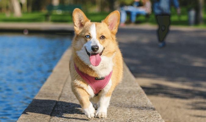 狗平衡失調治療