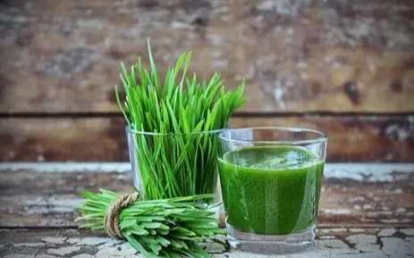 小麥草食用方法