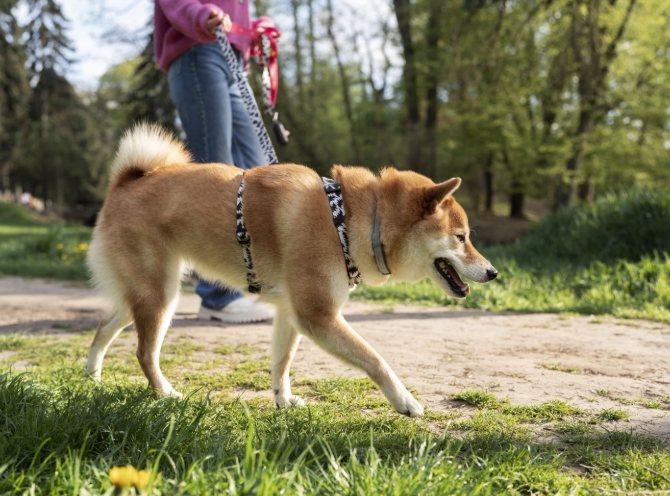 狗狗一直舔手原因 狗狗一直舔手原因