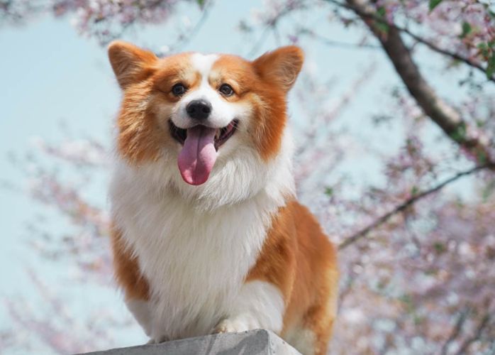 狗吐草使用方法