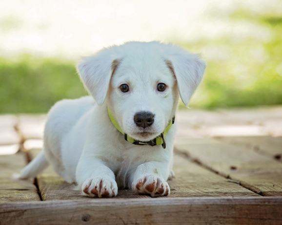 狗吃菜心安全嗎