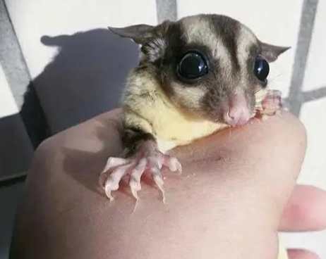 蜜袋鼯信任建立 蜜袋鼯信任建立