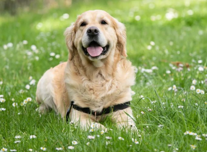 狗狗甩身體耳朵感染