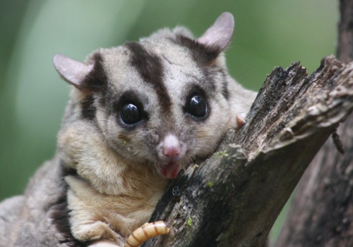 蜜袋鼯生產照顧
