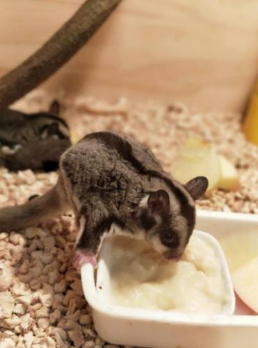 蜜袋鼯怀孕症状