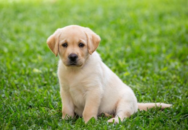 香港養寵物人口