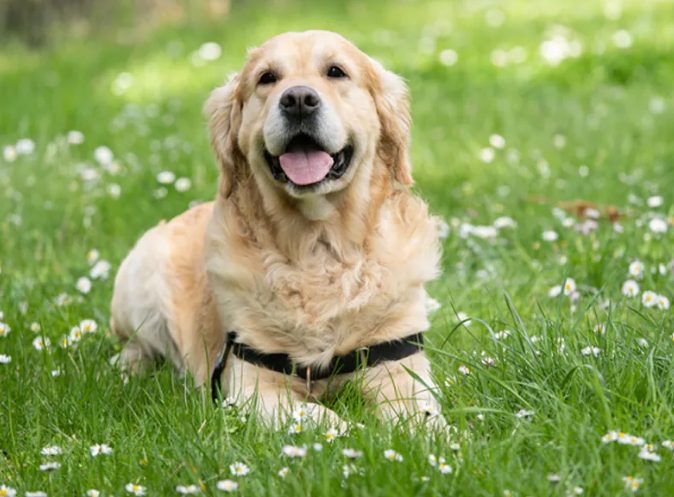 狗吐草使用方法