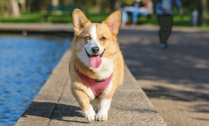 狗狗平均壽命 狗狗平均壽命