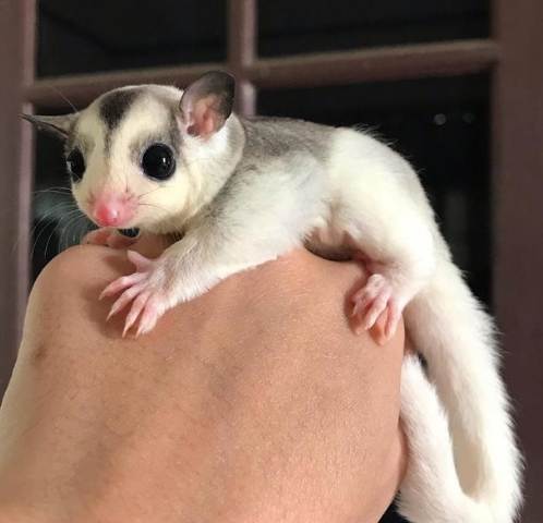 蜜袋鼯一直叫怎麼辦