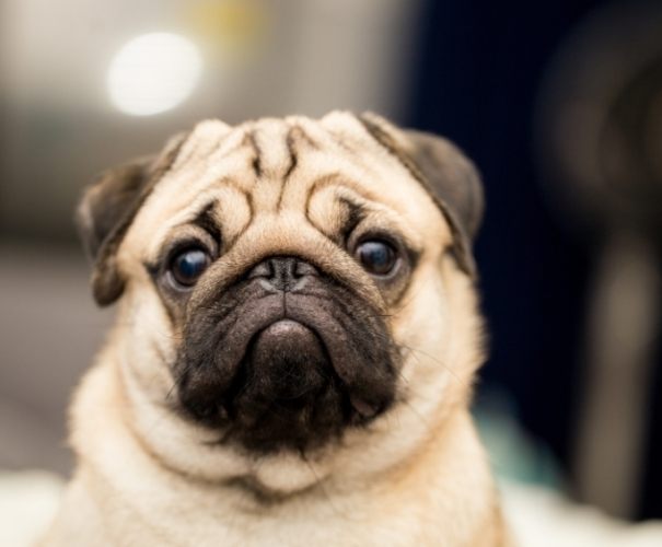 狗狗搖頭晃腦原因