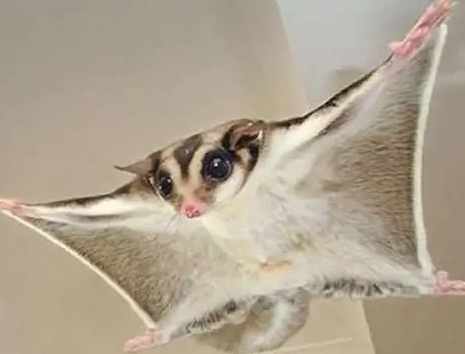 蜜袋鼯飼養信任 蜜袋鼯飼養信任