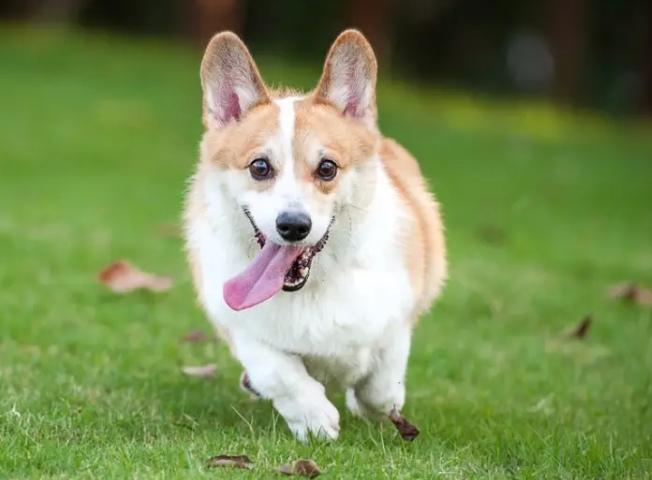 狗狗舔手健康問題 狗狗舔手健康問題