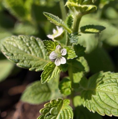 檸檬香蜂草狗好處