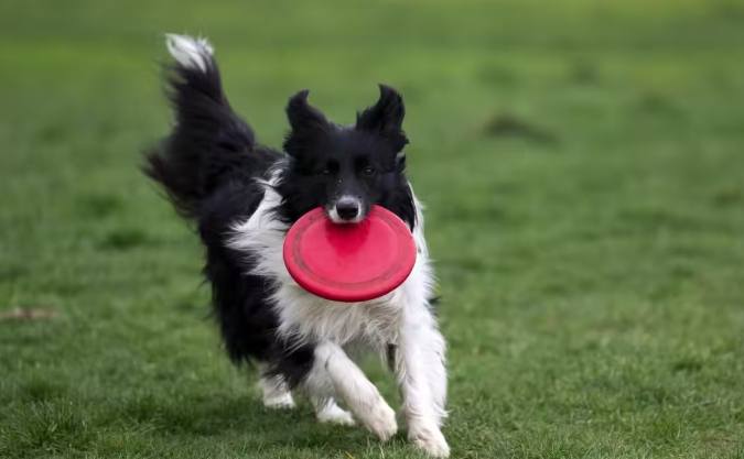 狗眼睛手術價格