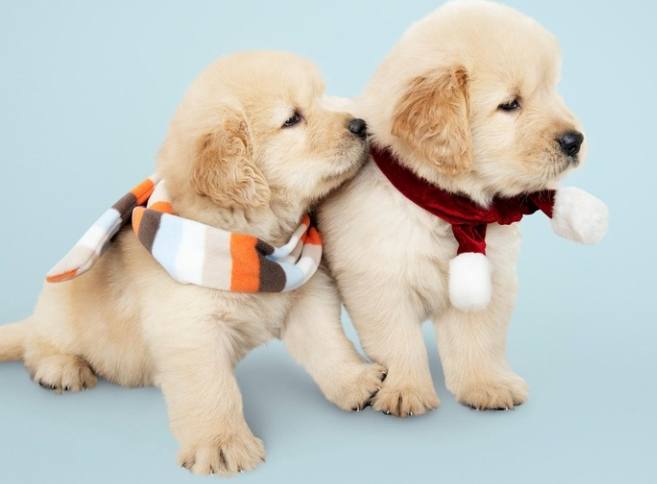 狗狗一直舔手原因 狗狗一直舔手原因