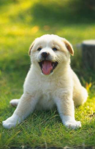 狗狗前庭炎症狀