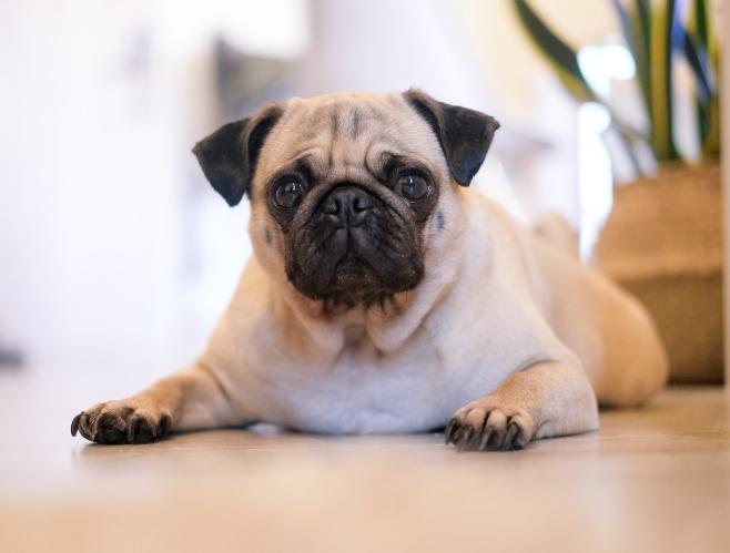 香港寵物飼養法規