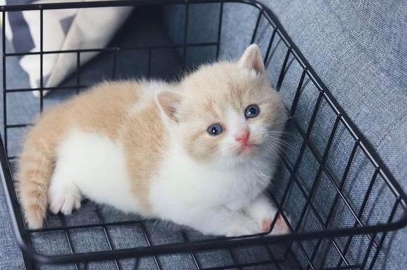 香港動物保護法例