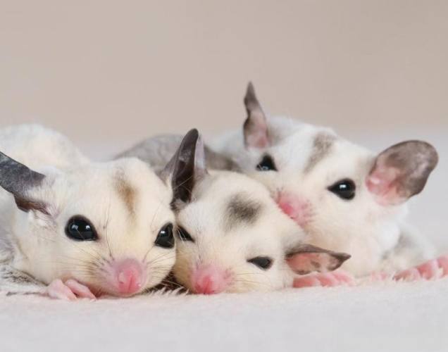 蜜袋鼯怀孕症状