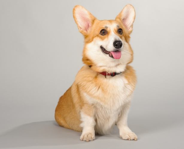 犬耳道感染 犬耳道感染